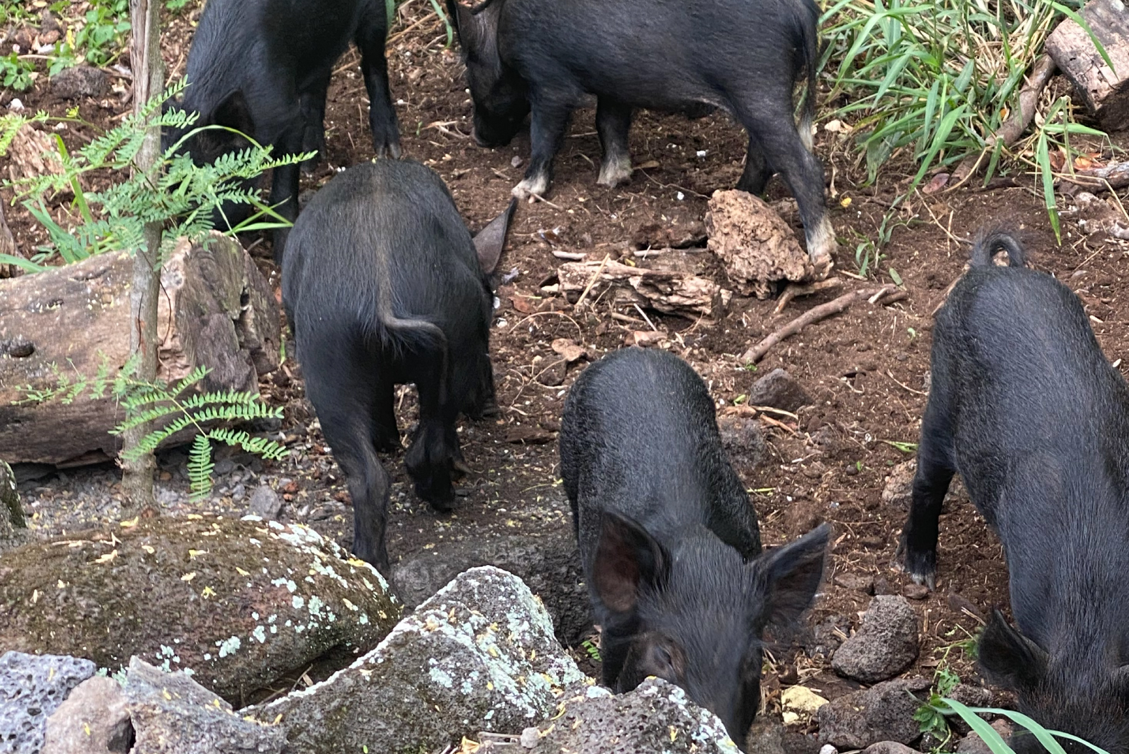 Some of the locals foraging for food
